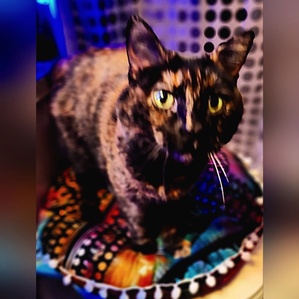 Various fashion and home goods